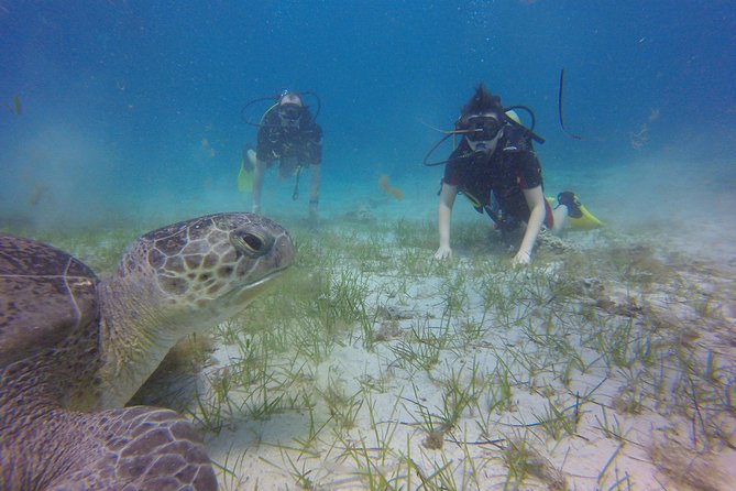 Discover Scuba diving - Starting Point: Ocean View Diving in Ayia Napa