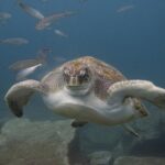 Discover Scuba Diving - Convenient Location at El Fraile in Tenerife