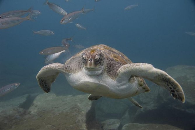 Discover Scuba Diving - Convenient Location at El Fraile in Tenerife