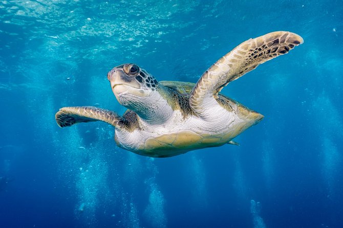 Discover Scuba Diving by boat, Puerto Colon - A 2.5-hour adventure designed for first-timers