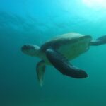 Discover Scuba Diving with two dives in the Ocean in Tenerife with Transfers - Exploring Tenerife’s Marine Life on Two Guided Ocean Dives