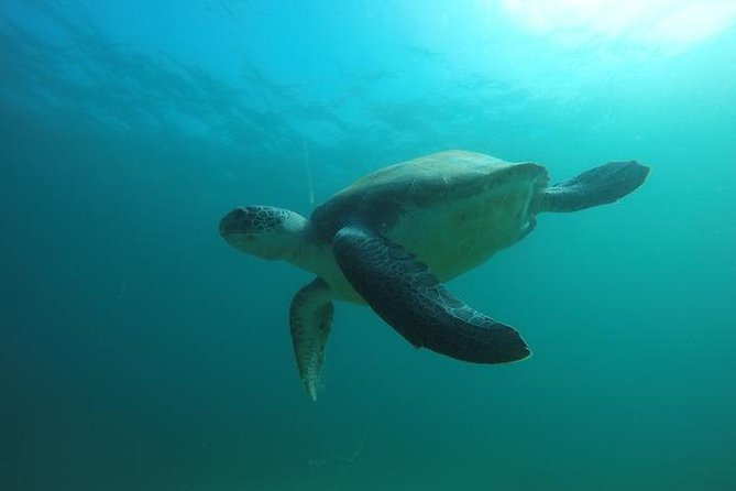Discover Scuba Diving with two dives in the Ocean in Tenerife with Transfers - Exploring Tenerife’s Marine Life on Two Guided Ocean Dives