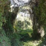 Discover the Devesa and the Albufera: Guided tour - Meeting at Racó de lOlla and Introduction to the Ecosystems