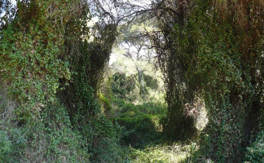 Discover the Devesa and the Albufera: Guided tour - Meeting at Racó de lOlla and Introduction to the Ecosystems