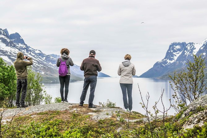 Discover the Fjords of Kvaloya - a roadtrip along fjords and fishing villages - Wildlife Spotting: Reindeer, Seals, and Dolphins