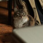 Discover the Magic of Turkish Coffee Fortune Telling - Exploring Istanbul’s Hidden Rooftops: Galata and Beyond