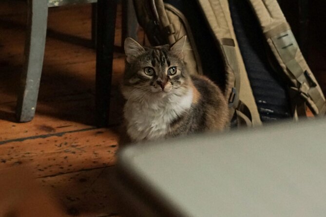 Discover the Magic of Turkish Coffee Fortune Telling - Exploring Istanbul’s Hidden Rooftops: Galata and Beyond