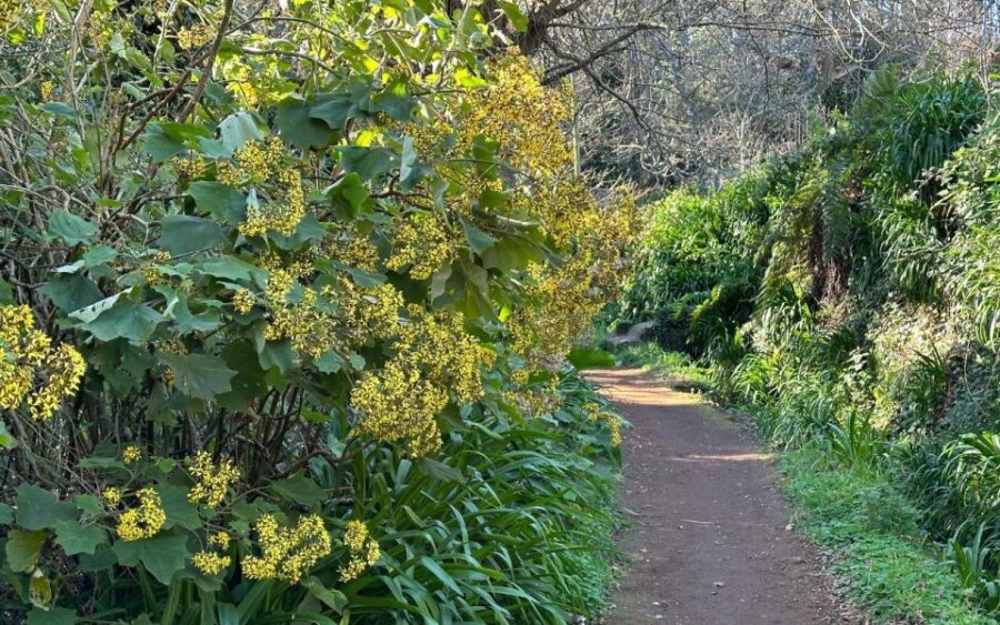 Discover the Paradise Valley - a quick escape for Everyone - Exploring the 5.5 km Accessible Route in Camacha