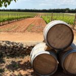 Discover the treasures of the Mallorca wine on a top winery - Sampling Wines Full of Character