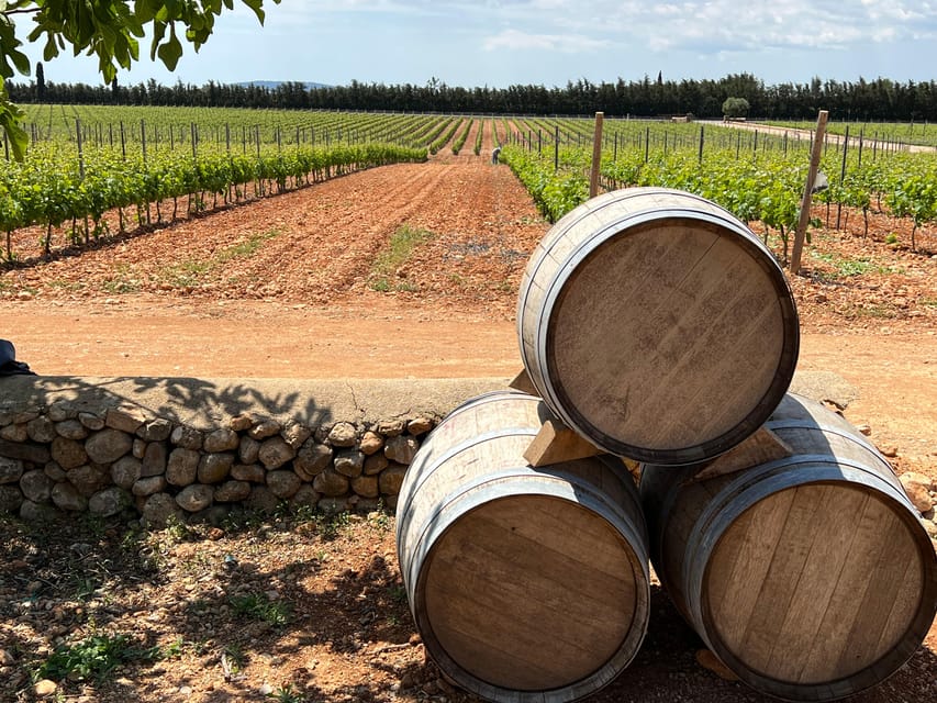 Discover the treasures of the Mallorca wine on a top winery - Sampling Wines Full of Character
