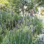 Discover the World of Herbs in the National Garden of Athens - Starting Point at the Sundial Entrance of the National Garden