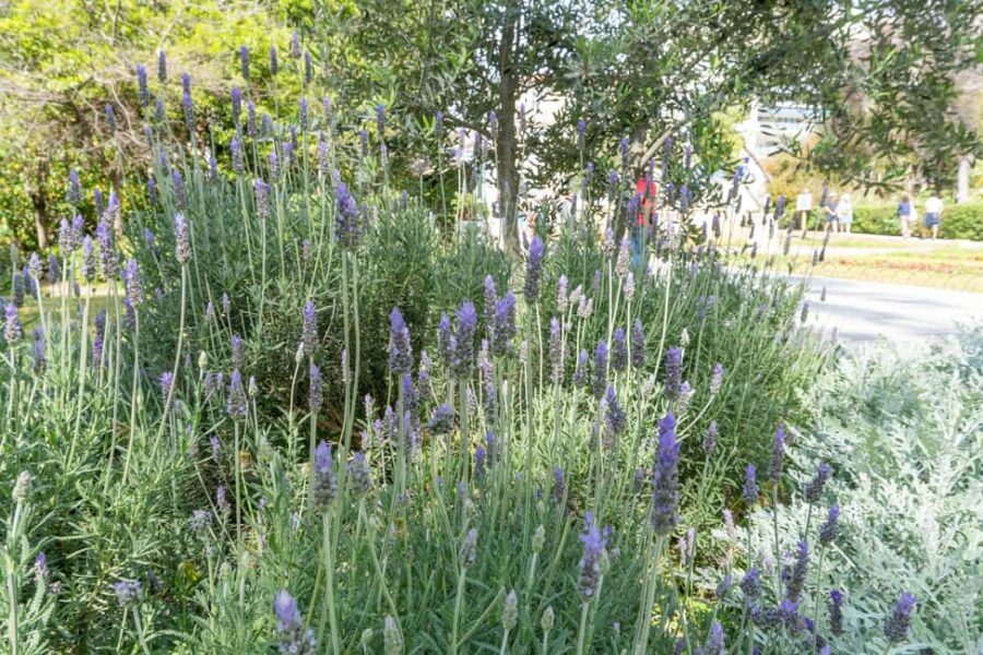 Discover the World of Herbs in the National Garden of Athens - Starting Point at the Sundial Entrance of the National Garden
