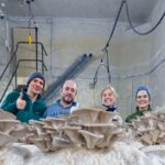 Discover the World of Mushrooms - Exploring Zurich’s Urban Mushroom Culture