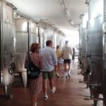 Discover Valle d 'Itria and its wines by ebike - Riding along sheep tracks and the Aqueduct Cycle Route