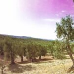 Discovering extra virgin olive oil - The Tour Starts at Azienda Agricola Pierluigi Biscotti in Vieste