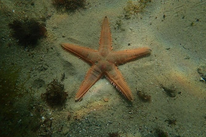 Dive in Marine Reserve, Arrábida, Setúbal, Sesimbra, near Lisbon - The Meeting Point at Parque Natural da Arrábida