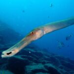 Diving Adventures - Boat and Shore Diving - All Necessary Equipment and Briefings