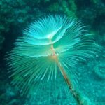 Diving day tour with 2 dives - What to Expect During the Boat Dives