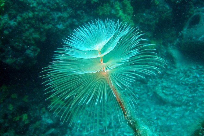 Diving day tour with 2 dives - What to Expect During the Boat Dives