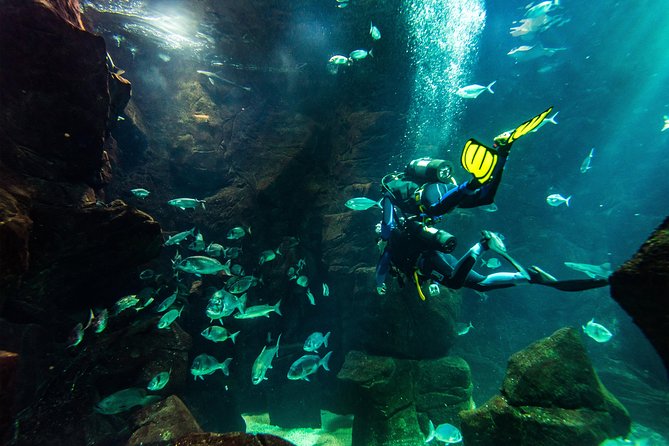 Diving in the Madeira Aquarium - What Makes the Madeira Aquarium Dive Stand Out