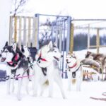 Dogsledding, near Akureyri - The Husky Team: Friendly, Beautiful, and Talented