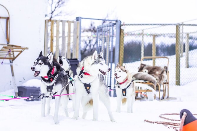 Dogsledding, near Akureyri - The Husky Team: Friendly, Beautiful, and Talented