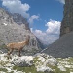 Dolomites Hiking tour - Opportunities to Encounter Local Fauna and Flora