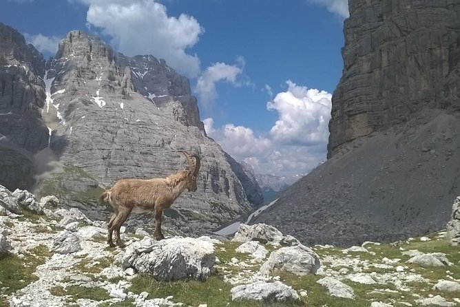 Dolomites Hiking tour - Opportunities to Encounter Local Fauna and Flora