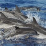 Dolphin and Whale Cruise in Puerto Rico, Gran Canaria - Two Daily Departures from Puerto Rico