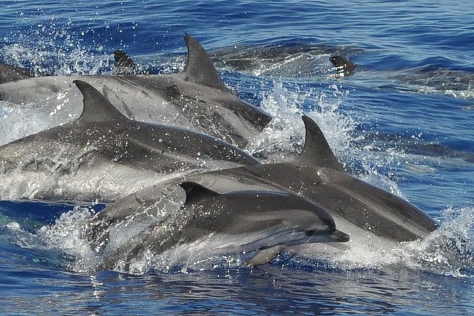 Dolphin and Whale Cruise in Puerto Rico, Gran Canaria - Two Daily Departures from Puerto Rico