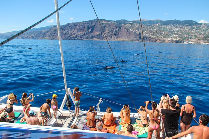 Dolphin and Whale Watching Catamaran Cruise from Funchal - Opportunities for Swimming and Water Activities