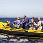 Dolphin Discovery - The Experience of the Skipper and Crew
