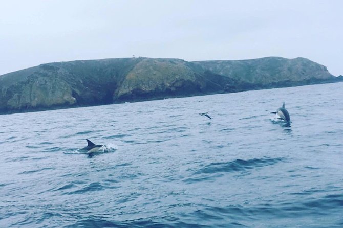 Dolphin Route - Wildlife Encounters: Dolphins and Other Marine Animals