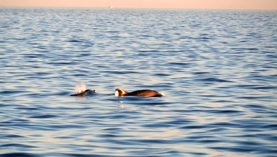 Dolphin Safari Boat Trip from Marina Funtana - Scenic Boat Ride Around the Islands Near Vrsar and Funtana