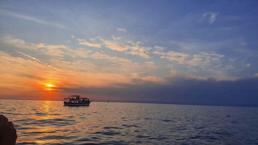 Dolphin safari every evening - Evening Dolphins Watching: When and How