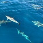 Dolphin Searching Tour in Puerto de Mogán ("KEEPER UNO" Boat) - Meeting Point and Logistics for a Smooth Start