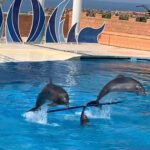Dolphin Show Free Transfer From Alanya, Side, Kemer,Antalya - Visiting the Aksu Dolphinarium near Side