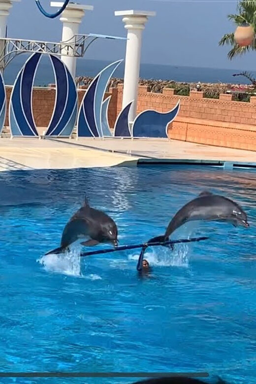 Dolphin Show Free Transfer From Alanya, Side, Kemer,Antalya - Visiting the Aksu Dolphinarium near Side