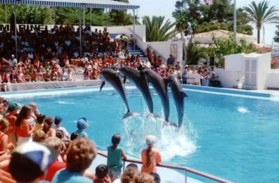 Dolphin Show Tour with Transfer from Alanya & Side - How Transfers Are Organized from Alanya and Side Hotels