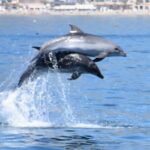 Dolphin Sightseeing Boat Tour from Benalmadena - The Experience of Dolphin Sightings