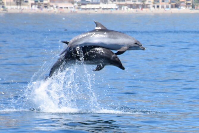Dolphin Sightseeing Boat Tour from Benalmadena - The Experience of Dolphin Sightings