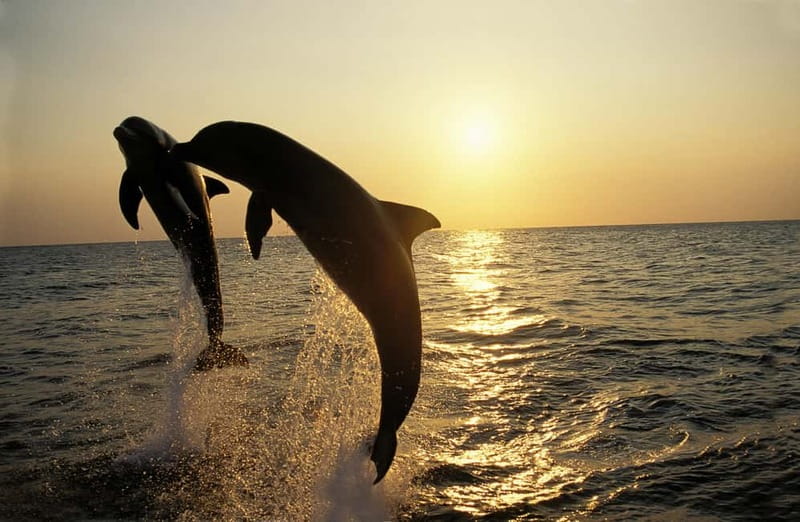 Dolphin Tour  85% chance - All inclusive Drinks + Dinner - Starting Point and Departure Details at Medulin Harbour