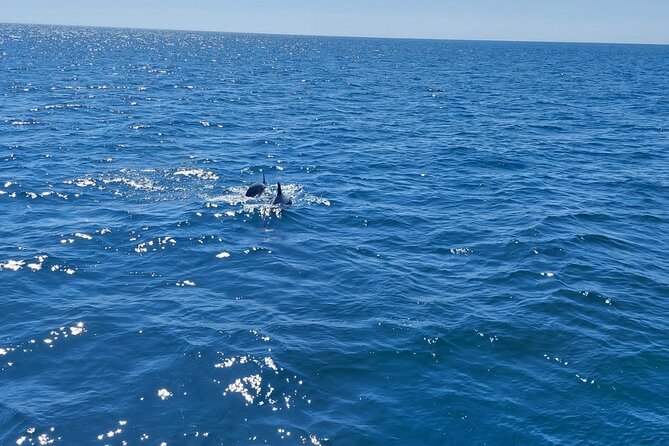 Dolphin trips on a catamaran - The Likelihood of Dolphin Sightings and Timing Tips