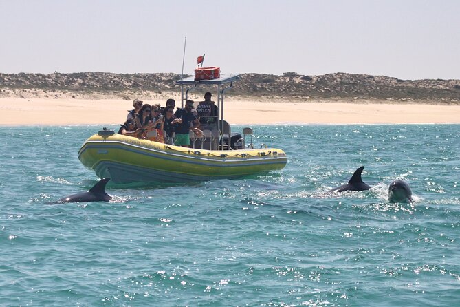 Dolphin Watching at the Arrabida (Lisbon region) - Meeting Point and Easy Access from Lisbon