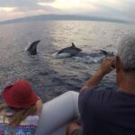 Dolphin Watching & Conservation - Dolphins in the Gulf of Catania - How the Tour Follows Strict Conservation Rules