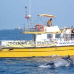 Dolphin Watching Excursion in Gibraltar - The Exact Departure Point in Gibraltar