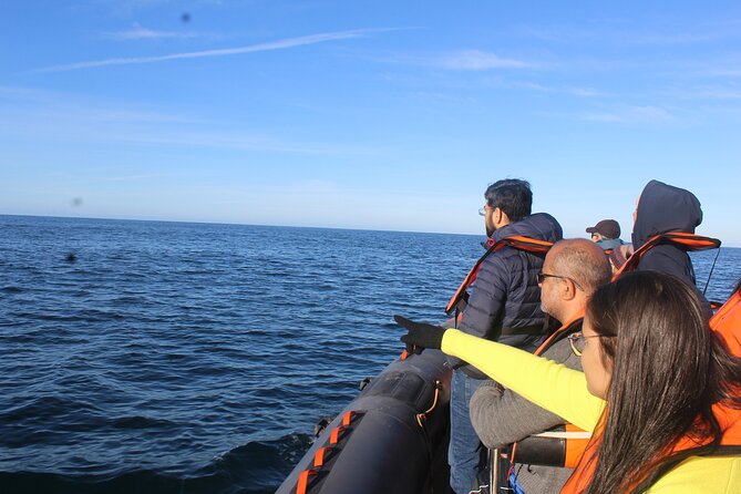 Dolphin Watching from Faro - Atlantic Ocean and Marine Life: The Main Dolphin Search