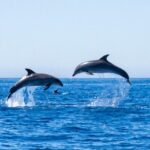 Dolphin Watching from Lagos with Marine Biologists - How Dolphins Are Located and Observed