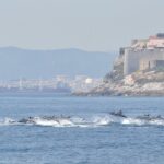 Dolphin Watching in Gibraltar & Fast Track Priority Cable Car - Gibraltars Dolphin-Watching Water Safari and Marine Encounters