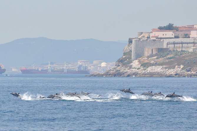 Dolphin Watching in Gibraltar & Fast Track Priority Cable Car - Gibraltars Dolphin-Watching Water Safari and Marine Encounters